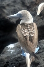 Booby